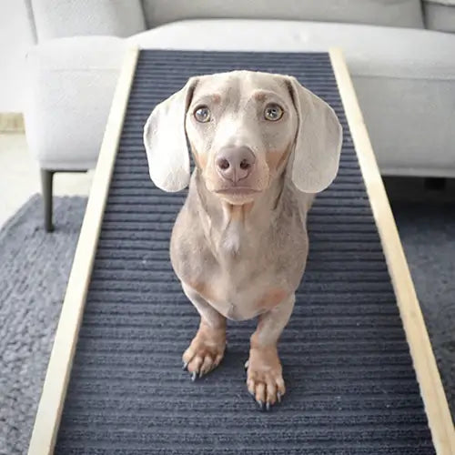 Paw Ramp - Mobility for Senior Dogs