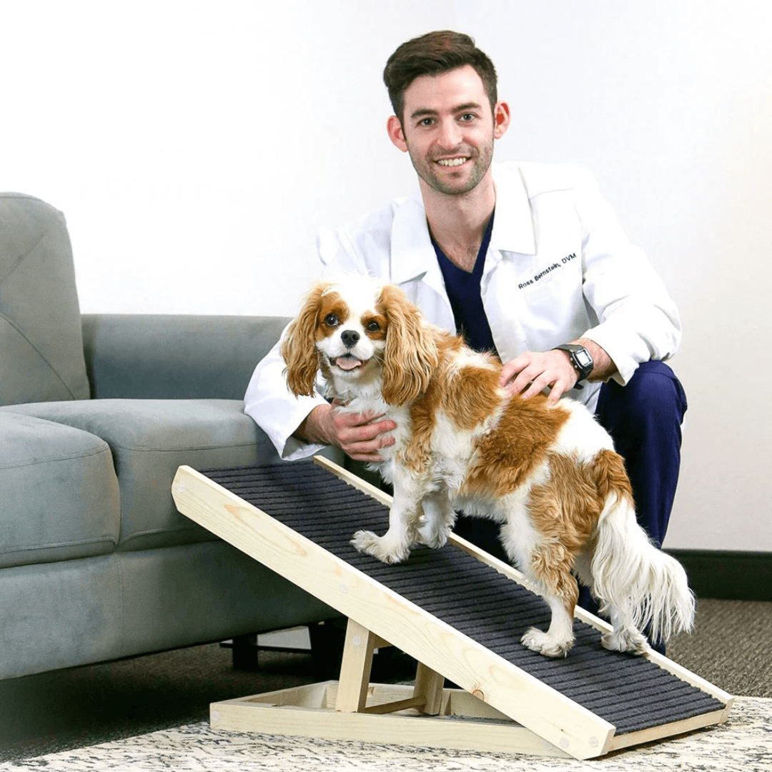 Paw Ramp - Mobility for Senior Dogs