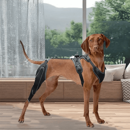 Hind Hero Brace - Support for Active & Aging Dogs