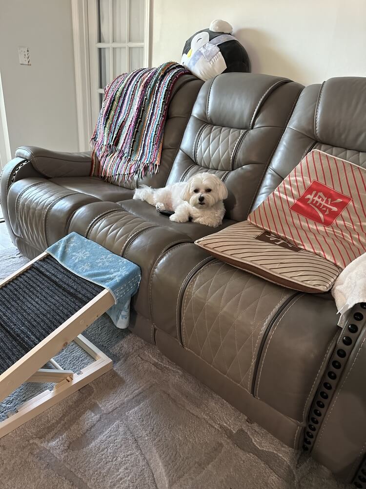 Paw Ramp - Mobility for Senior Dogs