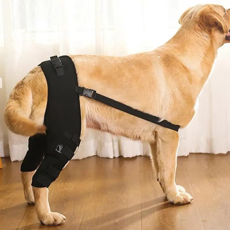 Hind Hero Brace - Support for Active & Aging Dogs