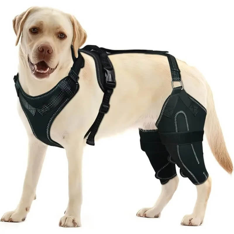 Hind Hero Brace - Support for Active & Aging Dogs