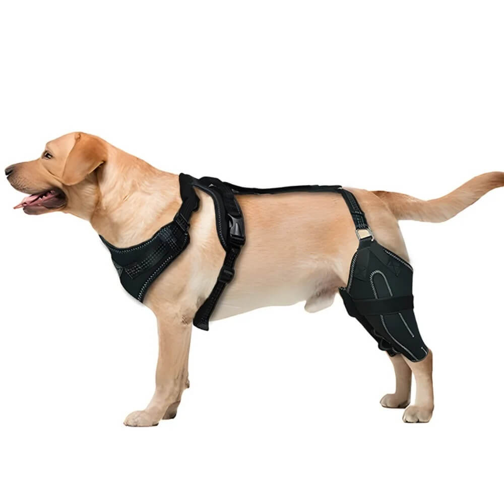 Hind Hero Brace - Support for Active & Aging Dogs